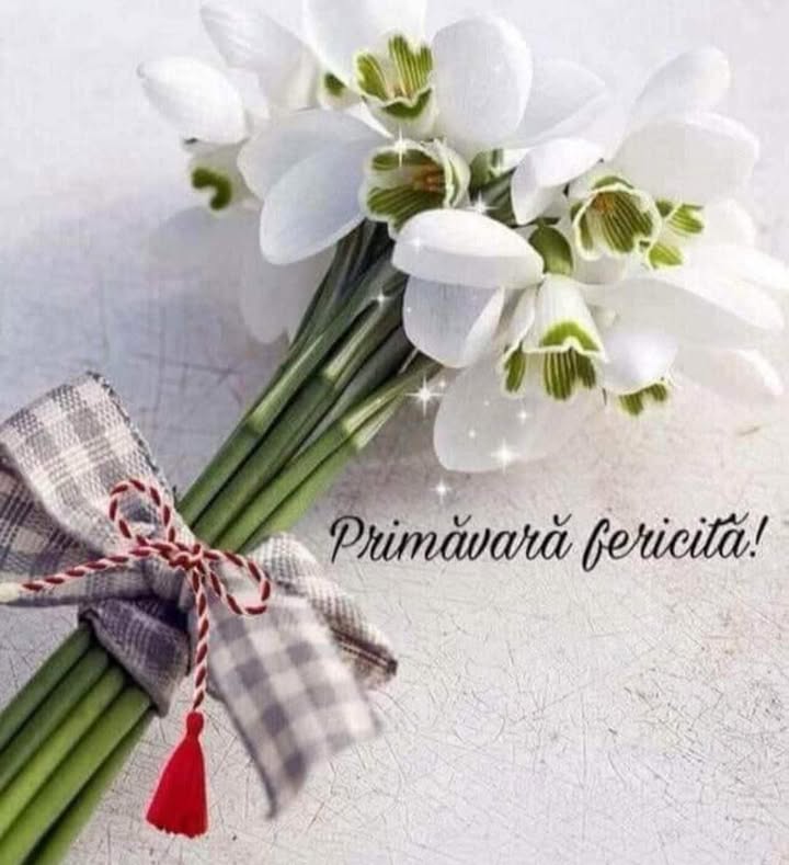 Best Consulting Salaj